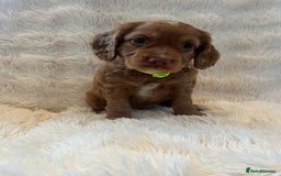 Cocker Spaniel dogs for sale: KC REG Outstanding pedigree Working Cocker Spaniel - Image 11