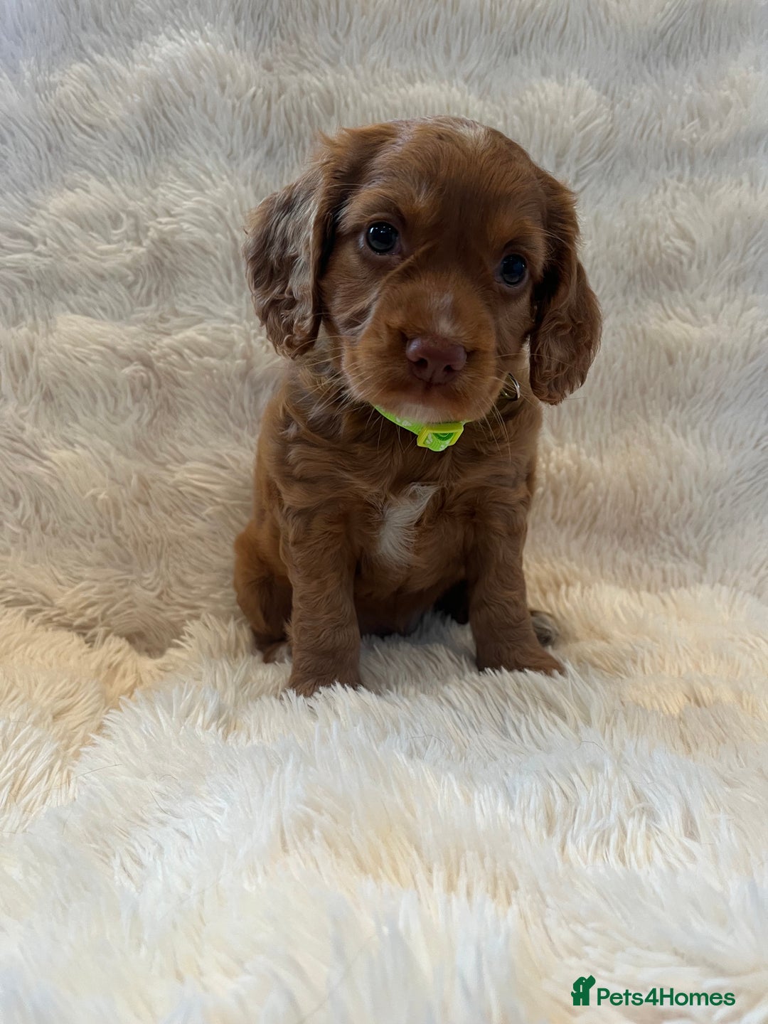 Cocker Spaniel dogs for sale: KC REG Outstanding pedigree Working Cocker Spaniel - Image 11