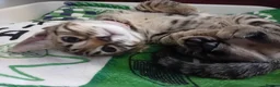Bengal cats for sale: HomeRaised Bengal x Blue British Shorthair Kittens - Advert 15