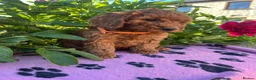 Cockapoo dogs for sale: Stunning cockapoo puppies  - Advert 9
