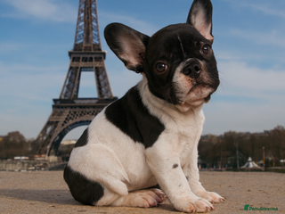 French Bulldog dogs Reduced-KC Reg French Bulldogs-New Shade Carriers - Advert 2