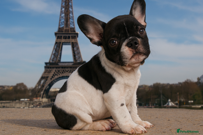 French Bulldog dogs Reduced-KC Reg French Bulldogs-New Shade Carriers - Advert 15