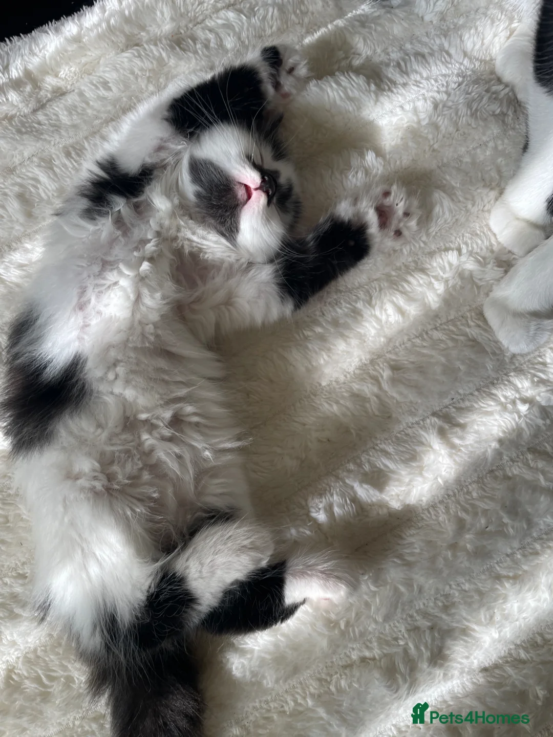 Mixed Breed cats for sale: 2 lovely kittens ready to go  - Advert 2