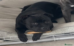 Staffordshire Bull Terrier dogs for sale: Pharaon bloodline KC reg Puppy  - Image 10