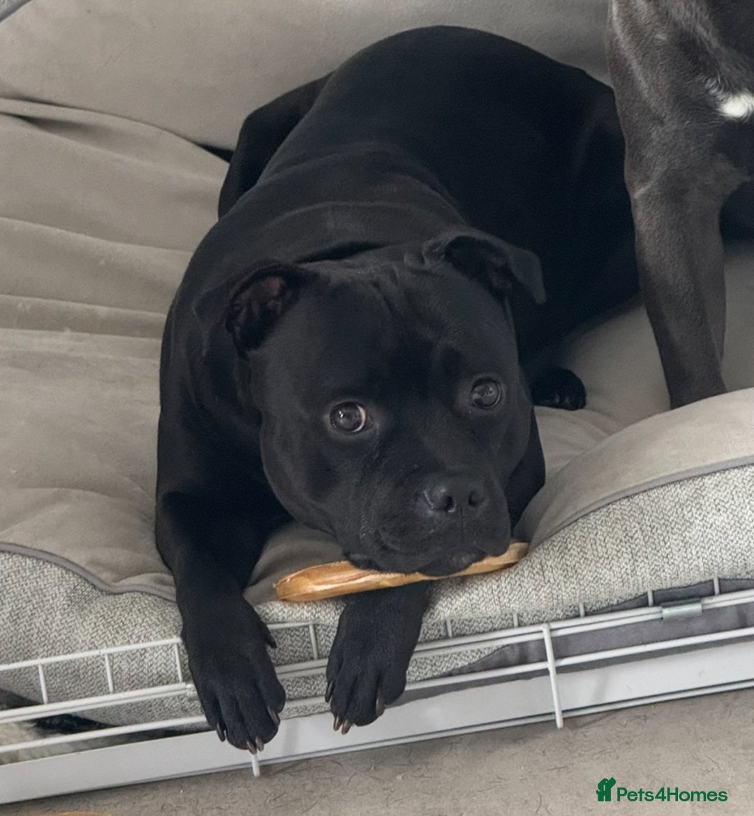 Staffordshire Bull Terrier dogs for sale: Pharaon bloodline KC reg Puppy  - Image 10