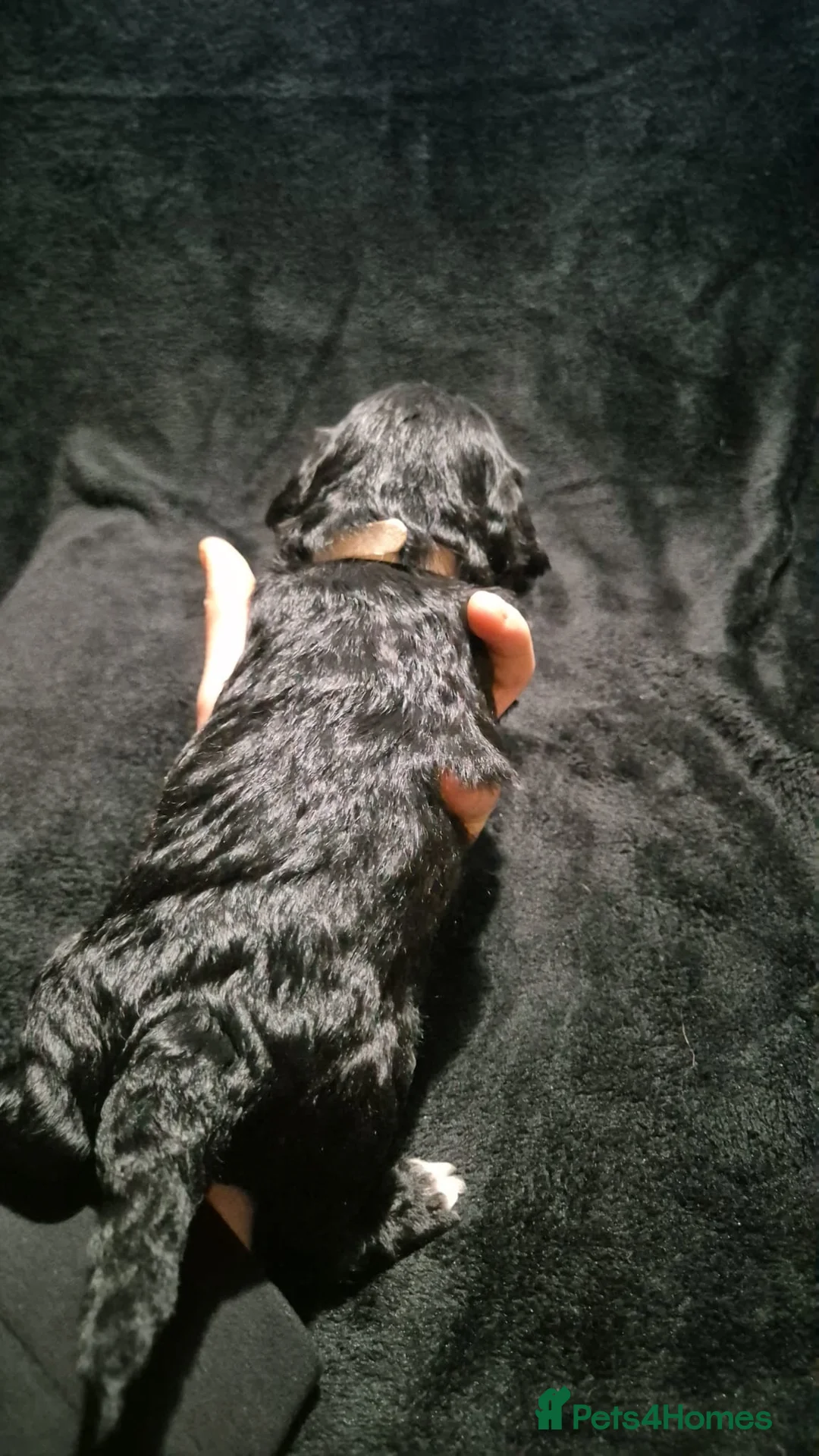 Mixed Breed dogs for sale: Cava tzu puppies - Advert 19