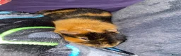 Guinea Pig rodents for sale: Lovely 7 month old male guinea pig, very friendly  - Advert 4