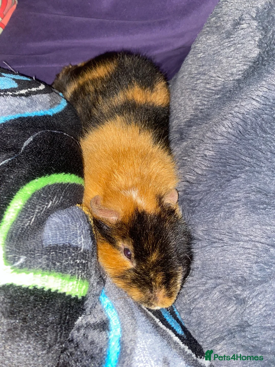 Guinea Pig rodents for sale: Lovely 7 month old male guinea pig, very friendly  - Advert 4