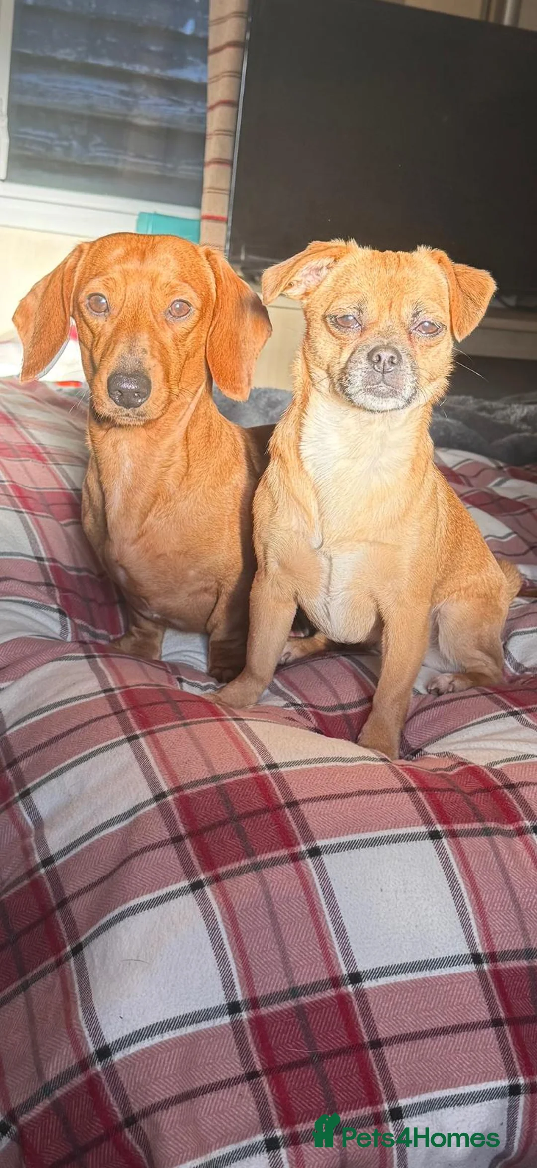 Mixed Breed dogs for sale: Miniature dachshund X puppies  - Advert 6