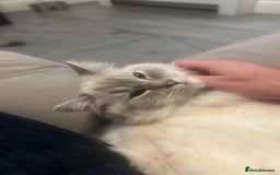 Ragdoll cats for sale: Stunning Seal Point Lynx Ragdoll For Sale. - Image 24