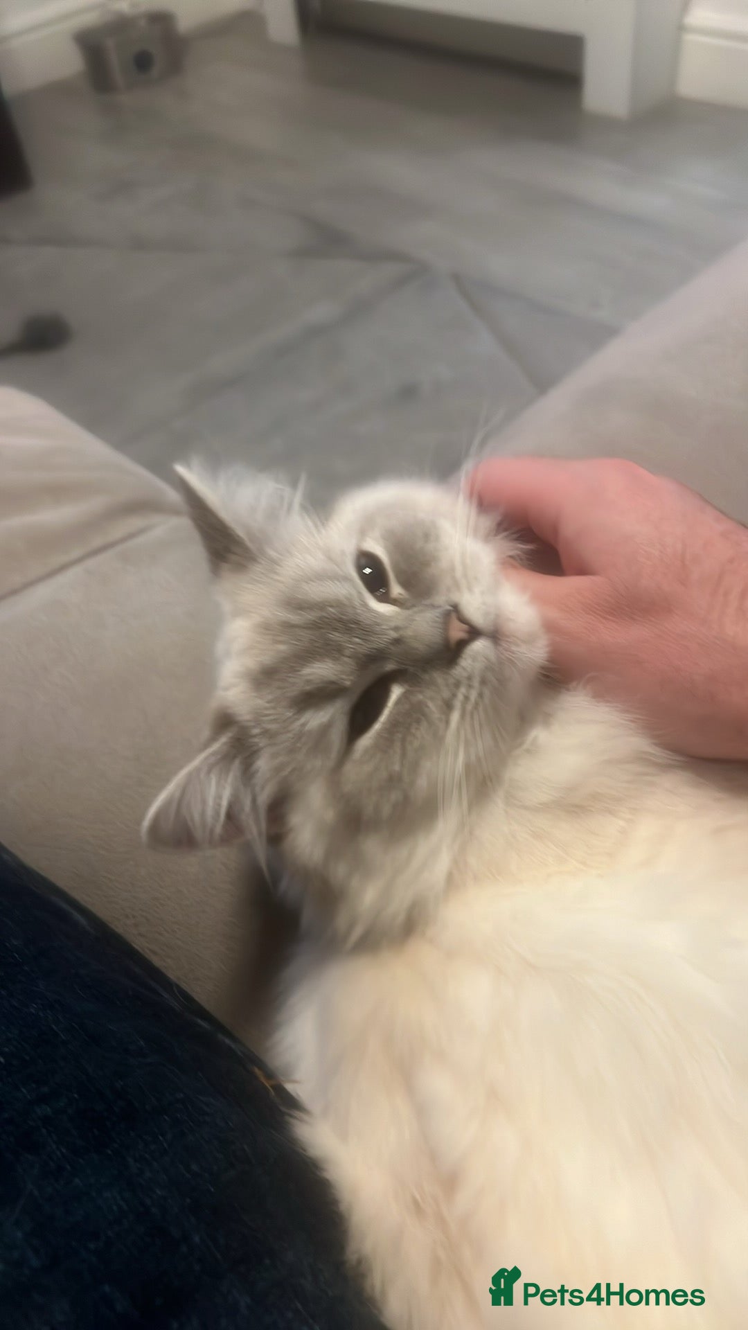Ragdoll cats for sale: Stunning Seal Point Lynx Ragdoll For Sale. - Image 24