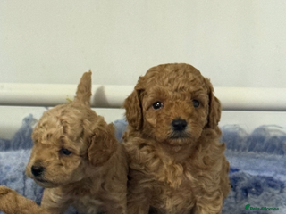 Toy Poodle dogs - Advert 4