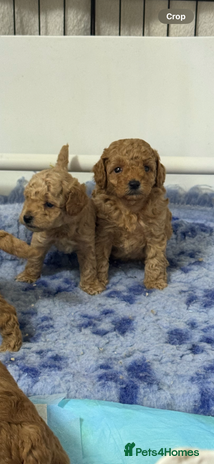 Toy Poodle dogs - Advert 15