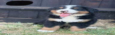 Bernese Mountain Dog 4