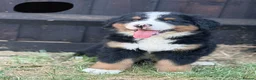 Bernese Mountain Dog dogs for sale:  Bernese mountain dog puppies in Chippenham - Advert 7