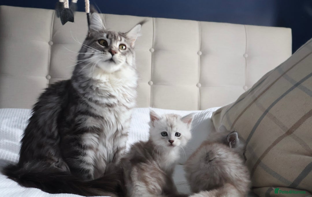 Maine Coon cats for sale: ***High Silver Shaded Kittens*** - Image 1