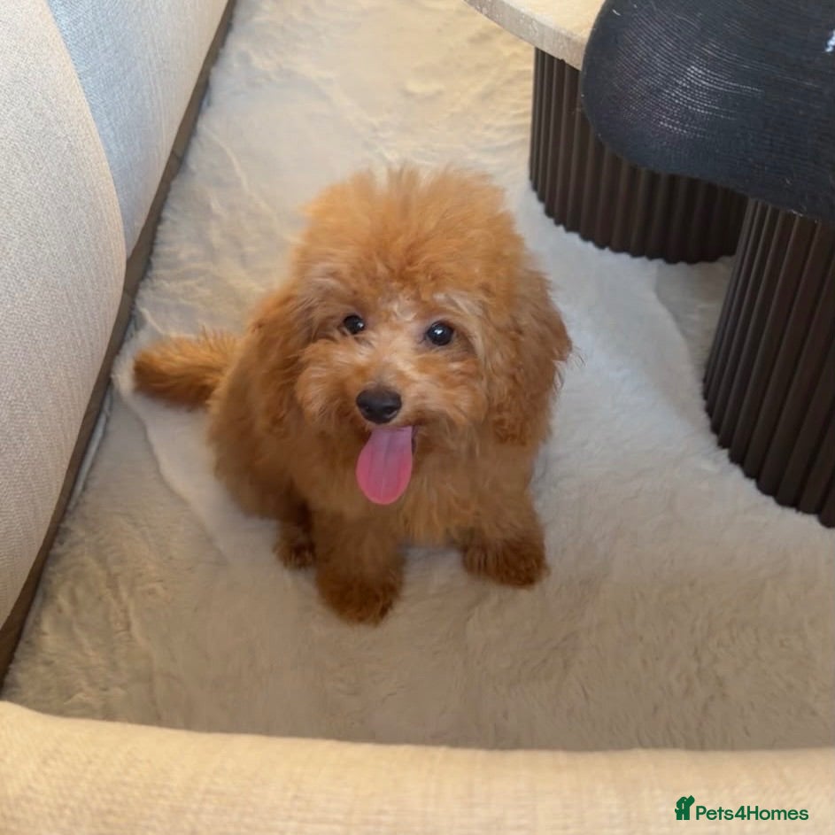 Toy Poodle dogs Gorgeous tiny toy poodle for sale - Advert 15