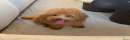 Toy Poodle dogs for sale: Gorgeous tiny toy poodle for sale - Advert 1