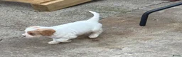 Cavapoo dogs for sale: Beautiful Cavapoo Puppies Looking for Loving Homes in Tamworth - Advert 2