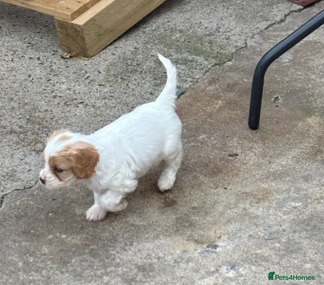 Cavapoo dogs for sale: Beautiful Cavapoo Puppies Looking for Loving Homes in Tamworth - Advert 2
