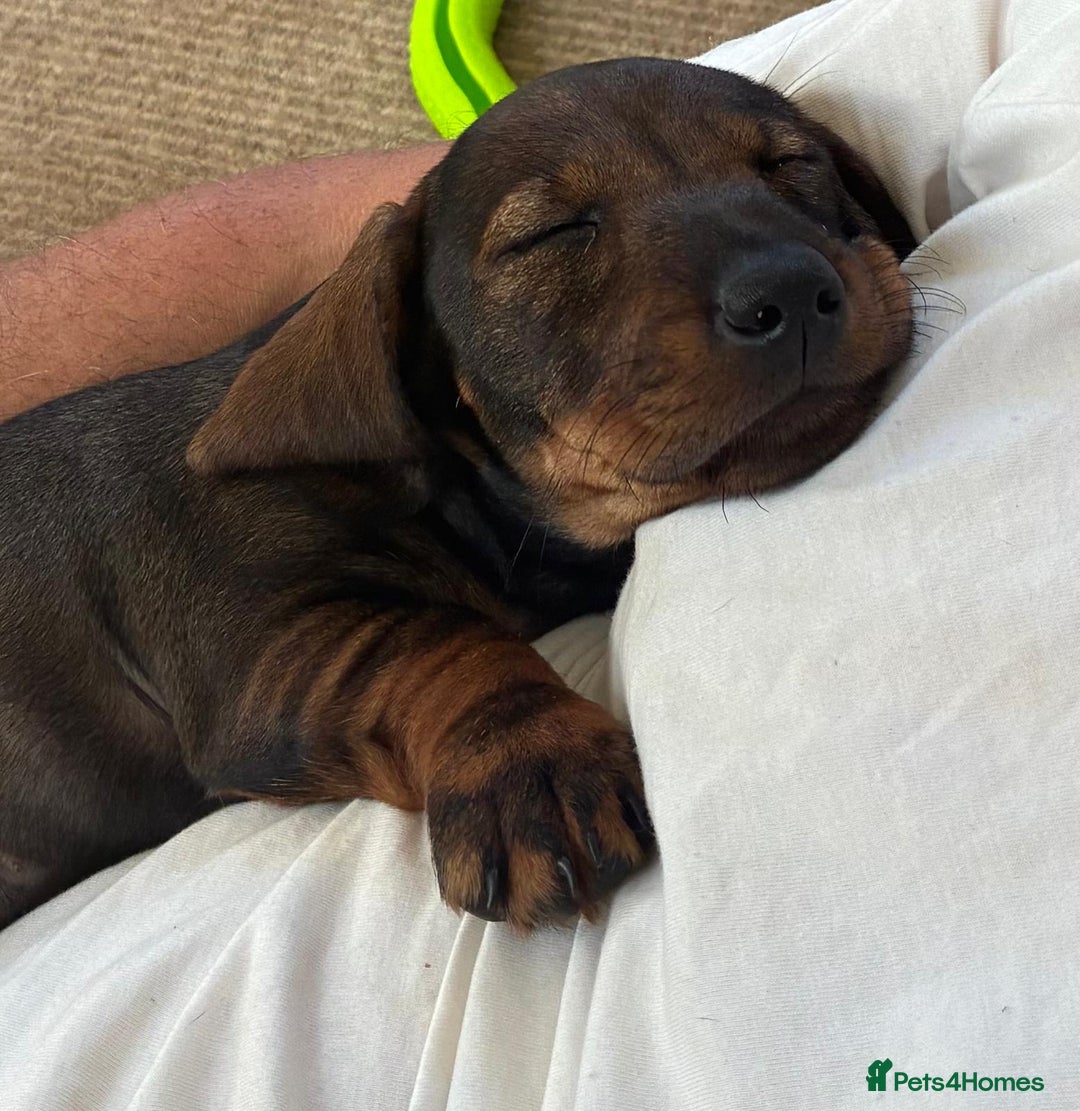 Dachshund dogs for sale: KC standard wire haired dachshund puppies (teckel) in Tiverton - Image 9