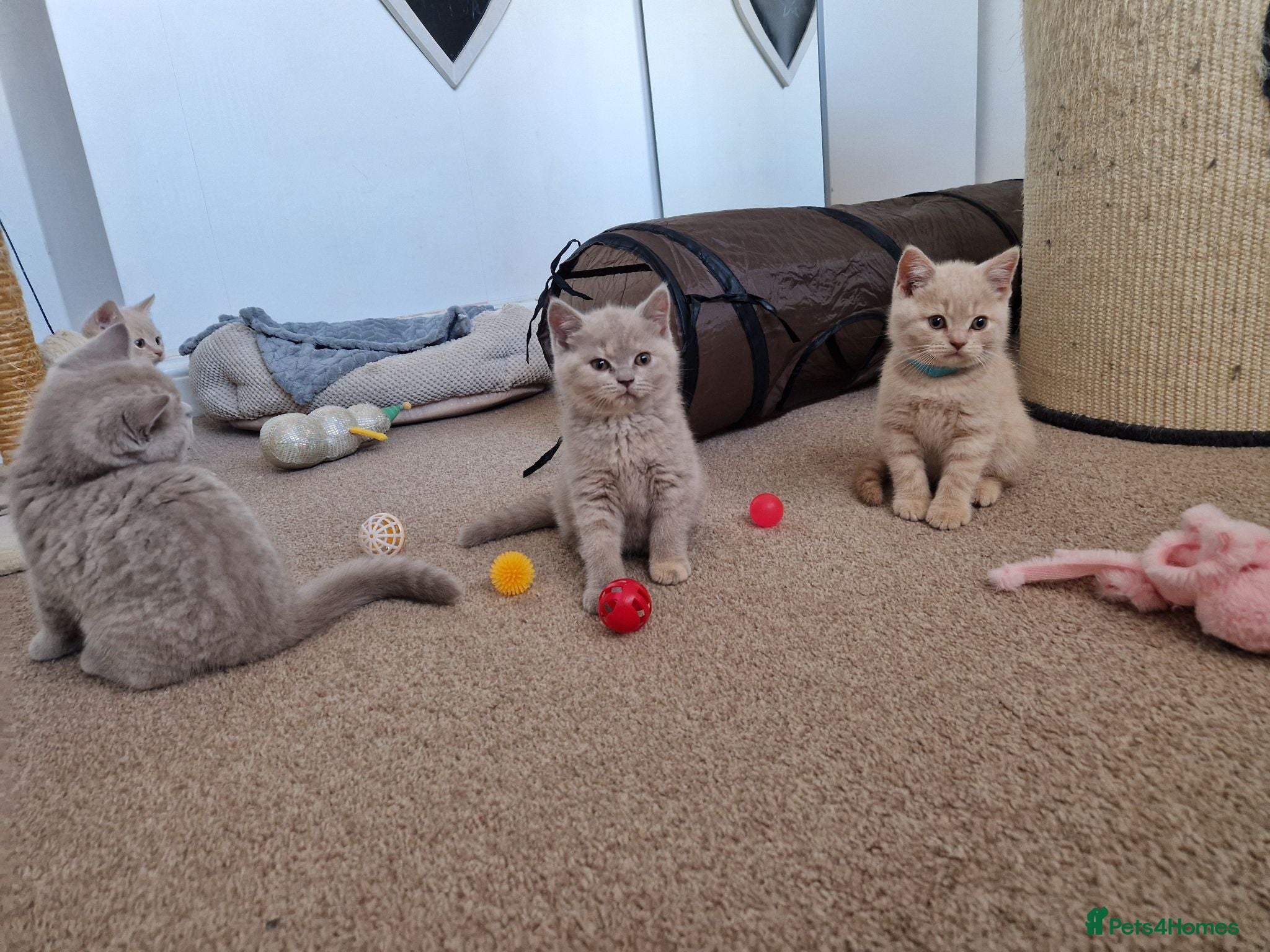 British Shorthair cats British Shorthair Kittens 😻 - Advert 17