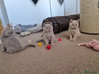 British Shorthair cats British Shorthair Kittens 😻 - Advert 17