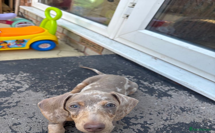 Miniature Dachshund dogs - Advert 1