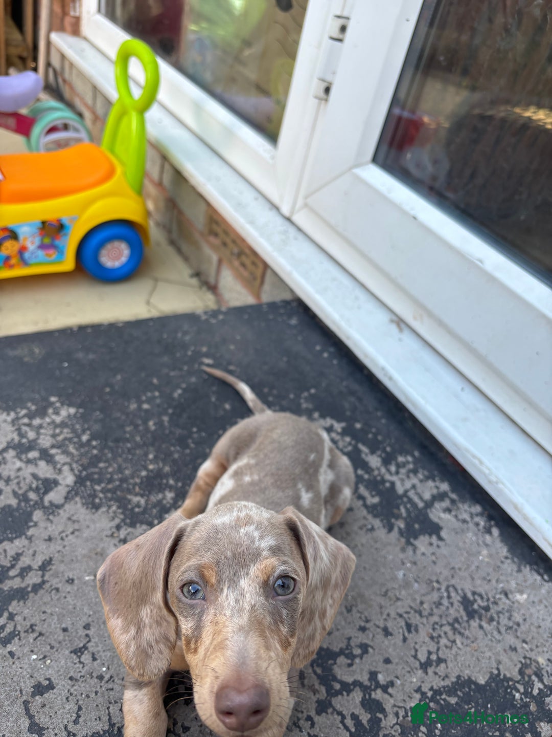 Miniature Dachshund dogs for sale: Female Dapple Miniature dachshund  (Dottie)  - Image 1
