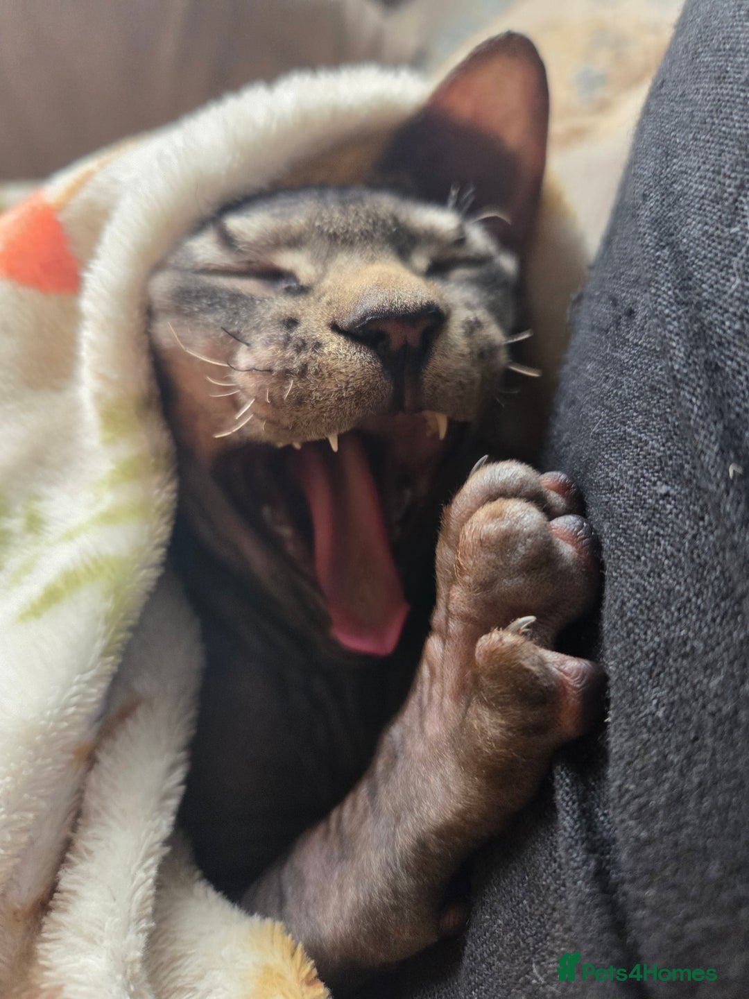 Sphynx cats for sale: 5 month old blue tabby sphynx kitten - Advert 2