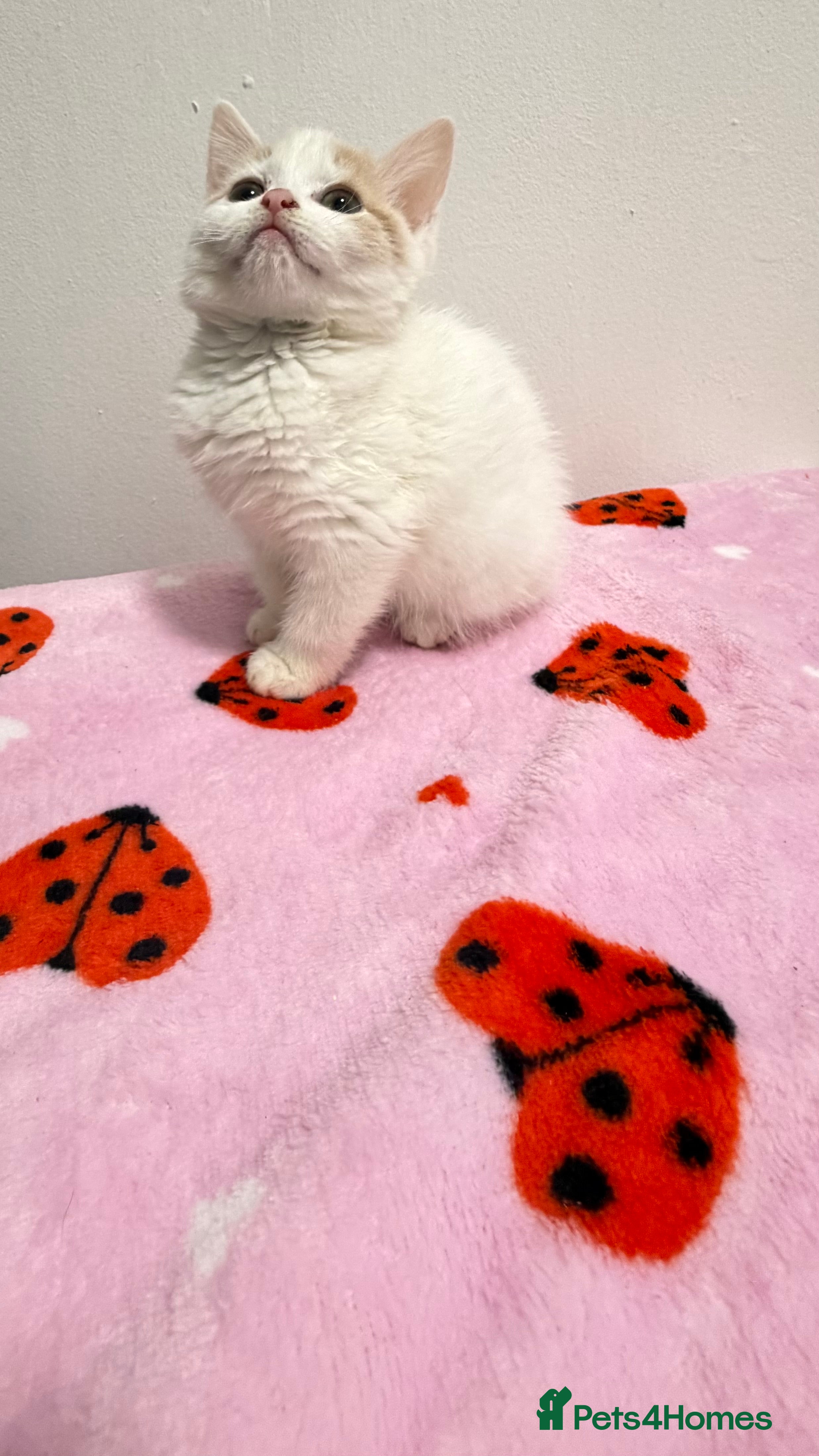 Mixed Breed cats british shorthair Cross  - Advert 2