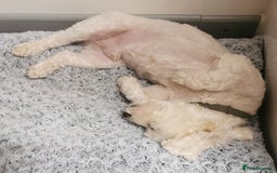 Bichon Frise dogs for stud: Boy, male. in Peterborough - Image 5