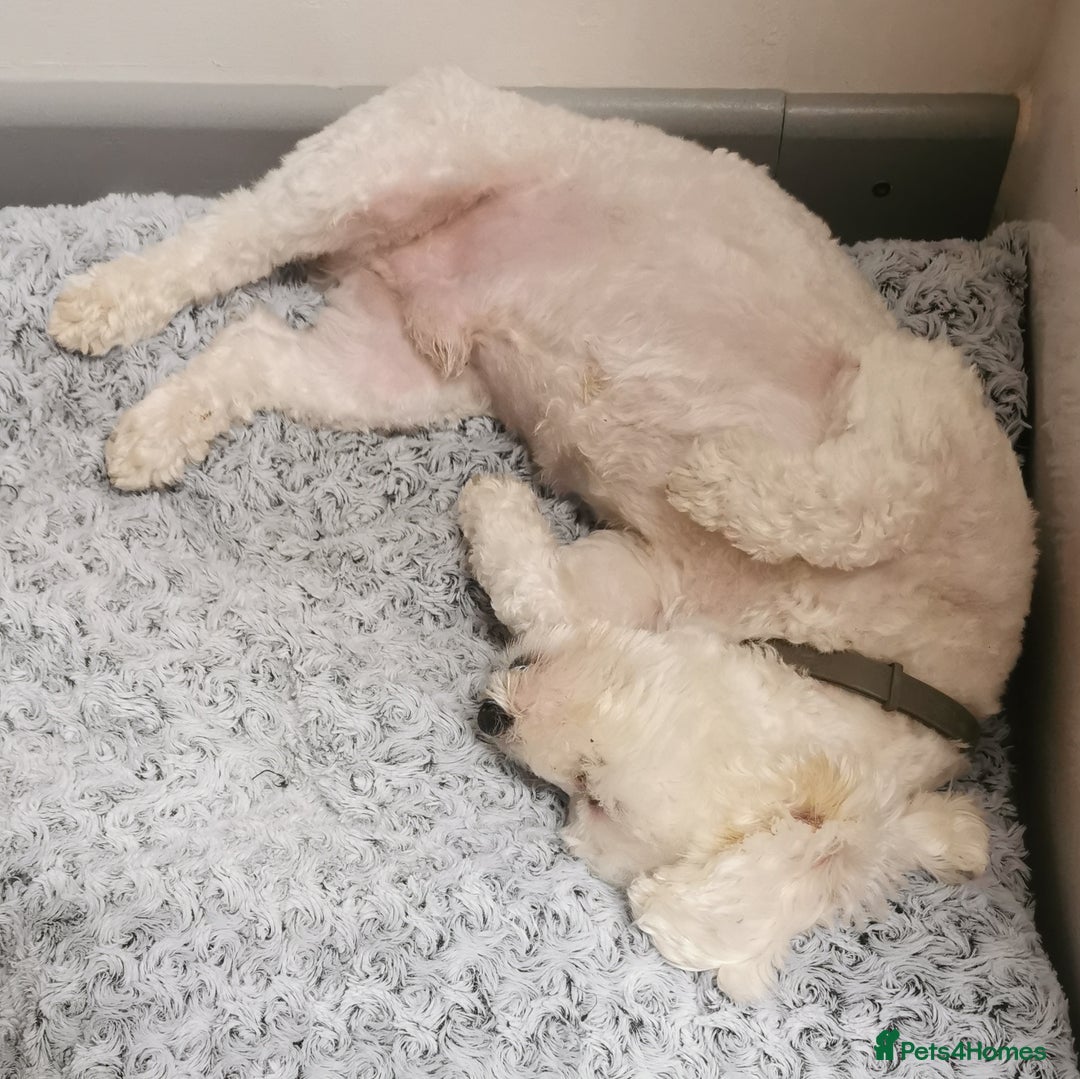 Bichon Frise dogs for stud: Boy, male. in Peterborough - Image 5
