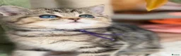 British Longhair cats for sale: British short/longhair odd/blue eyed kittens  - Advert 3