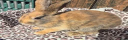 Mixed Breed rabbits for sale: 5 little rabbits, mixed with dwarf  - Advert 4