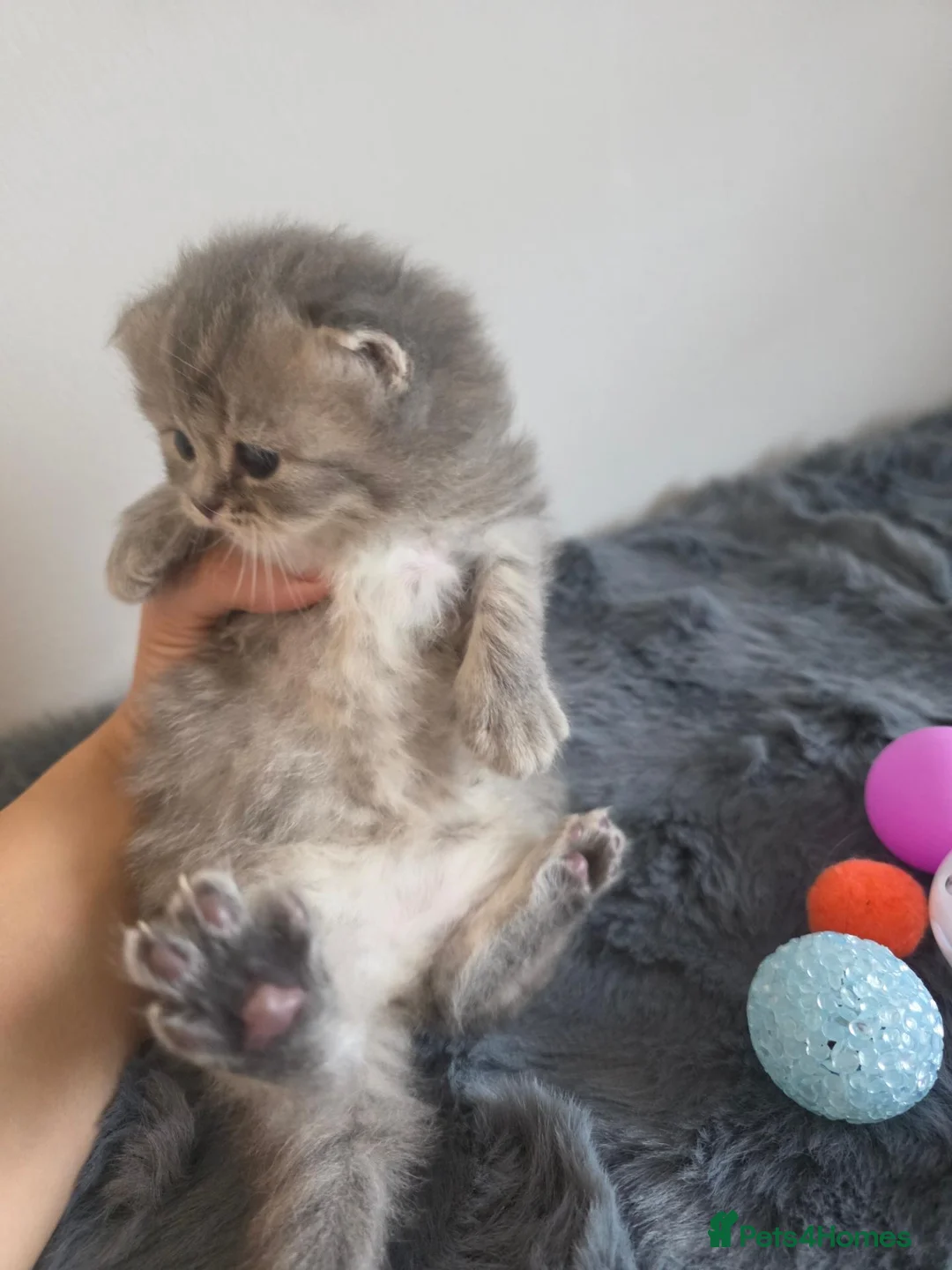 Mixed Breed cats for sale: Adorable Ragdoll x Persian Kittens - Advert 6