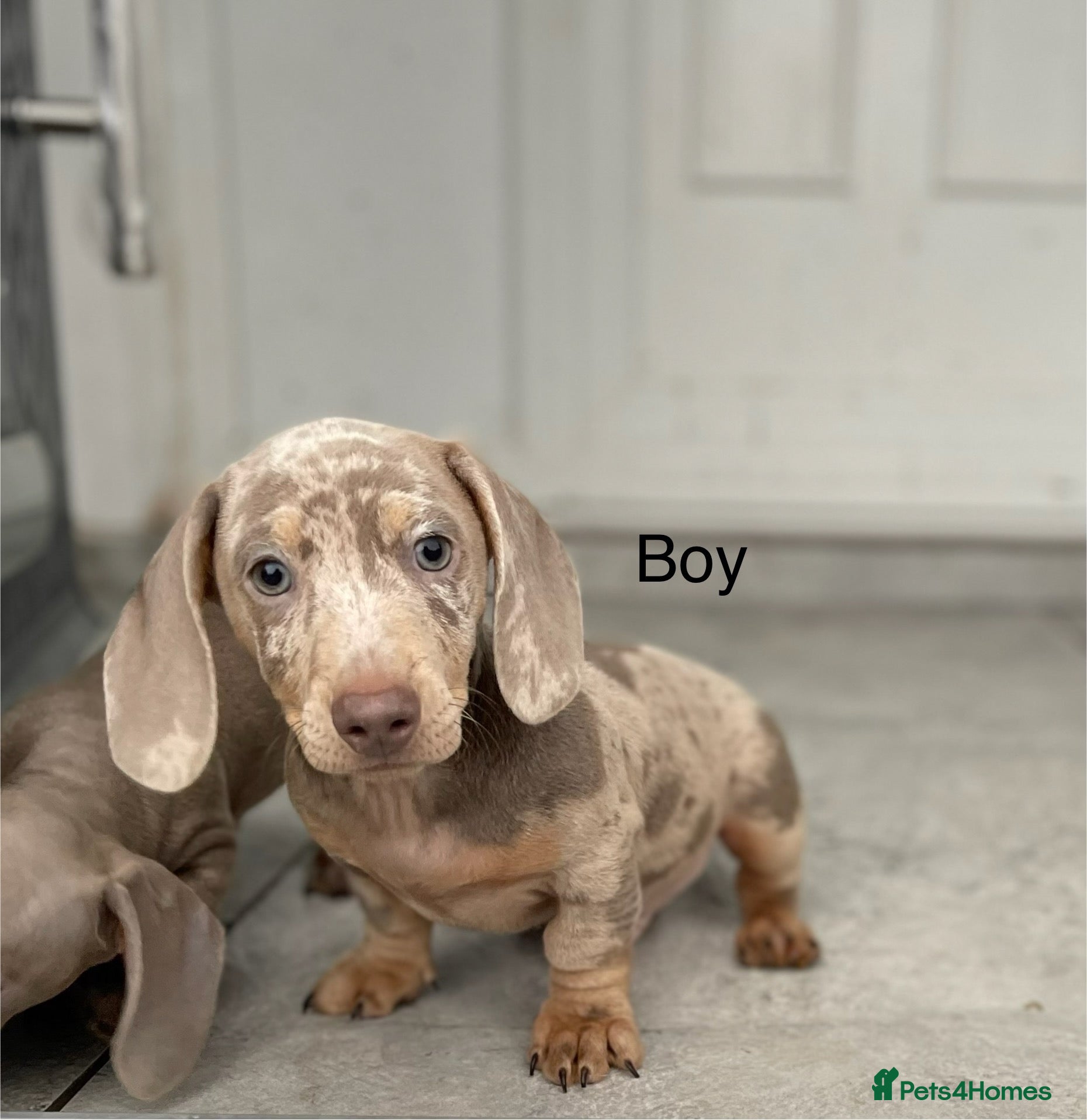 Miniature Dachshund dogs for sale: Isabella dachshunds for sale  - Advert 2