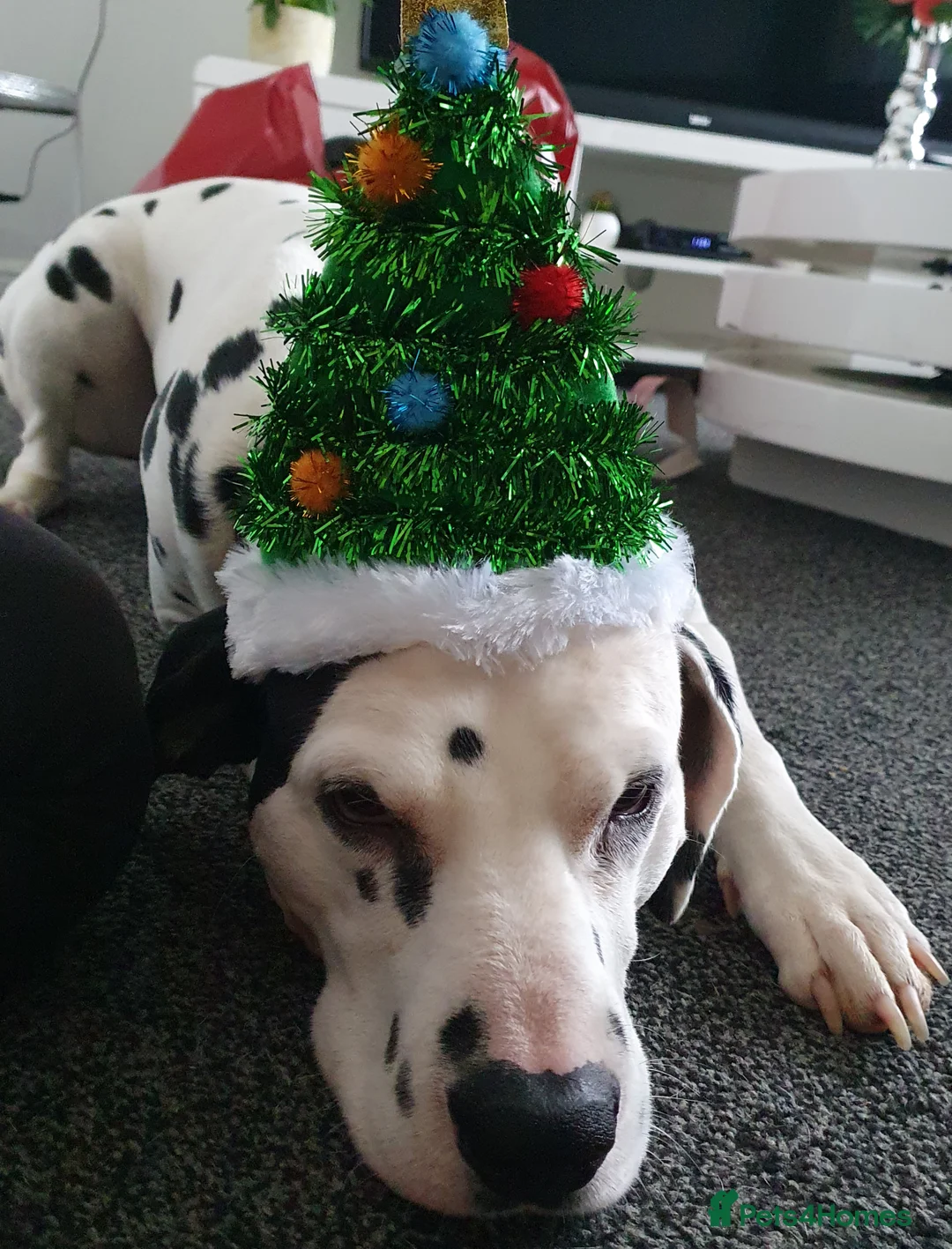 Dalmatian dogs for sale: Dalmation and mix bread  - Advert 1