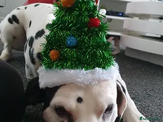 Dalmatian dogs Dalmation and mix bread - Advert 1