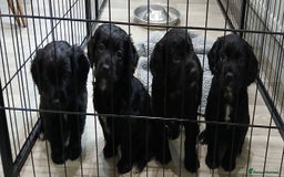 Cocker Spaniel dogs for sale: Working cocker spaniels - Advert 3