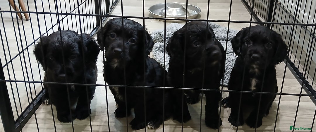 Cocker Spaniel dogs for sale: Working cocker spaniels - Advert 3