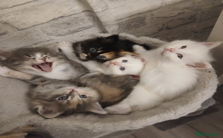 Maine Coon cats - Advert 5