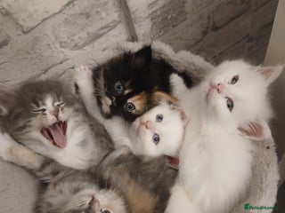 Maine Coon cats - Advert 20