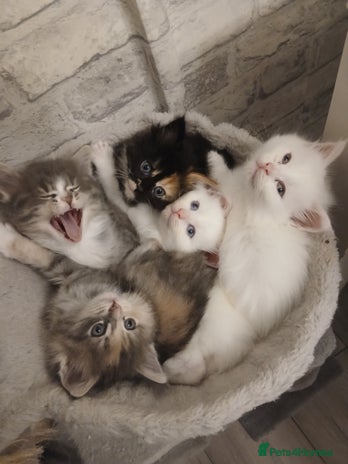 Maine Coon cats - Advert 15