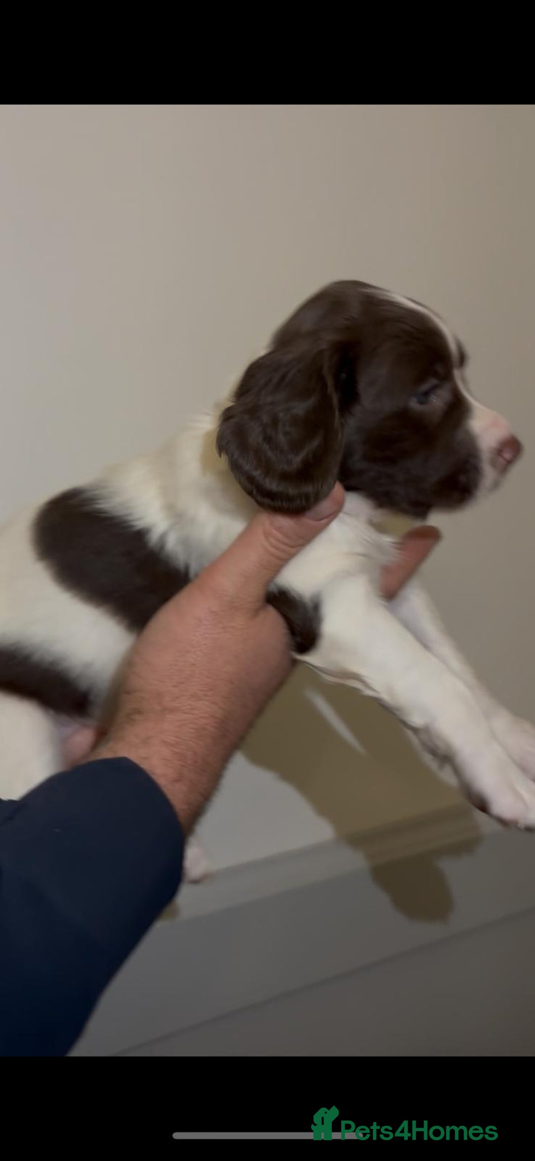 English Springer Spaniel dogs for sale: 🔥Seriously well bred springer spaniel pups - Advert 9