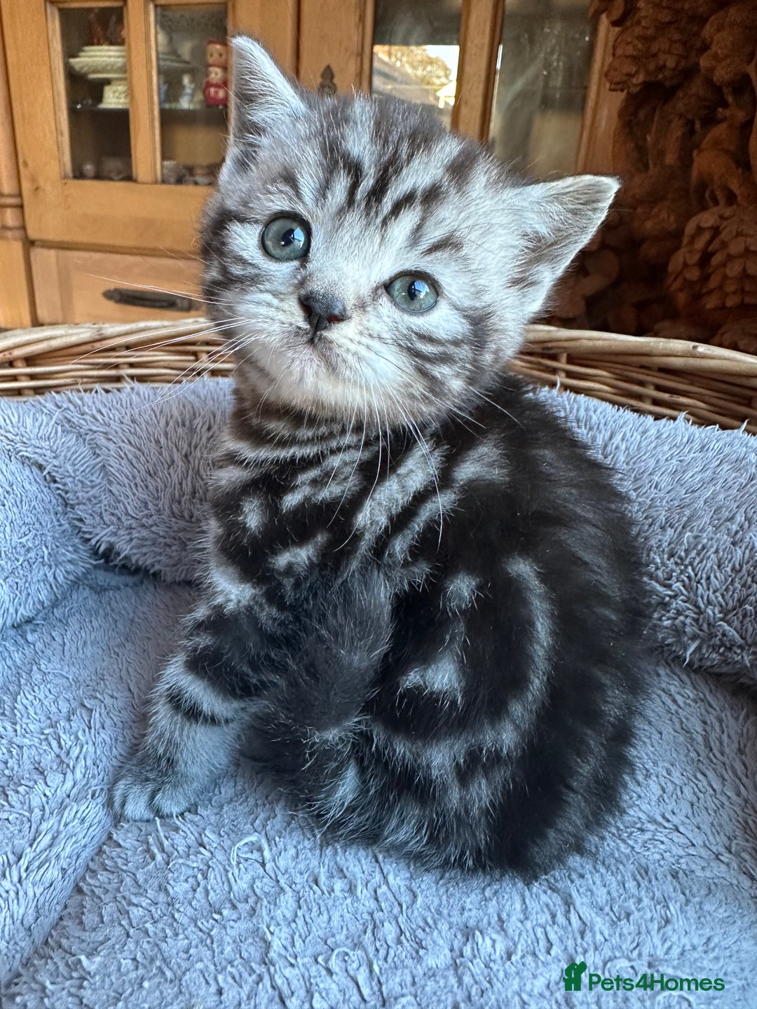 British Shorthair cats for sale: Silver Tabby also Brown Spotted Kittens - Image 6