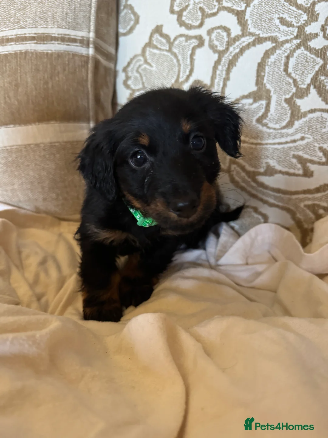 Miniature Dachshund dogs for sale: Miniature dachshunds - Advert 12