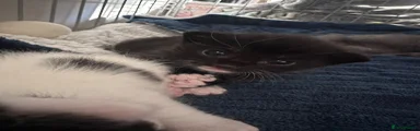 Mixed Breed Kitten 4