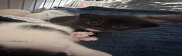 Mixed Breed cats for sale: 2 Male & 2 Female Mixed Breed Kittens - Advert 6