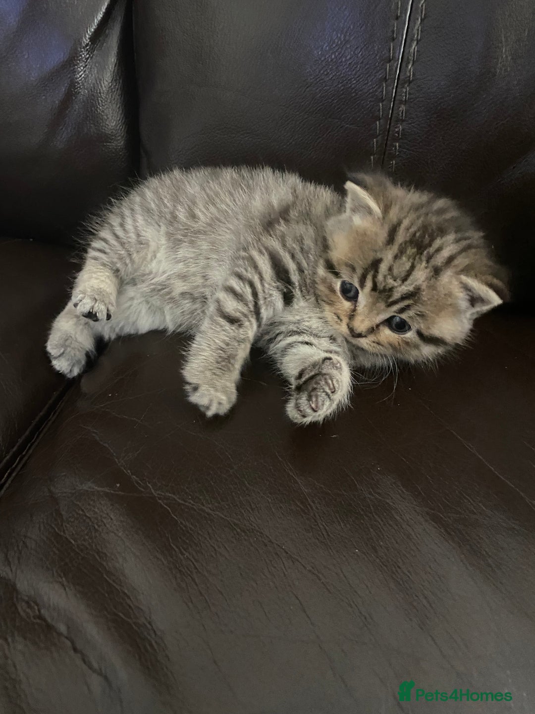 British Shorthair cats for sale: X4 beautiful British short haired kittens - Image 1
